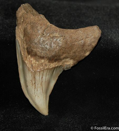 Scarce Inch Benedini Fossil Tooth (Thresher Shark) #628